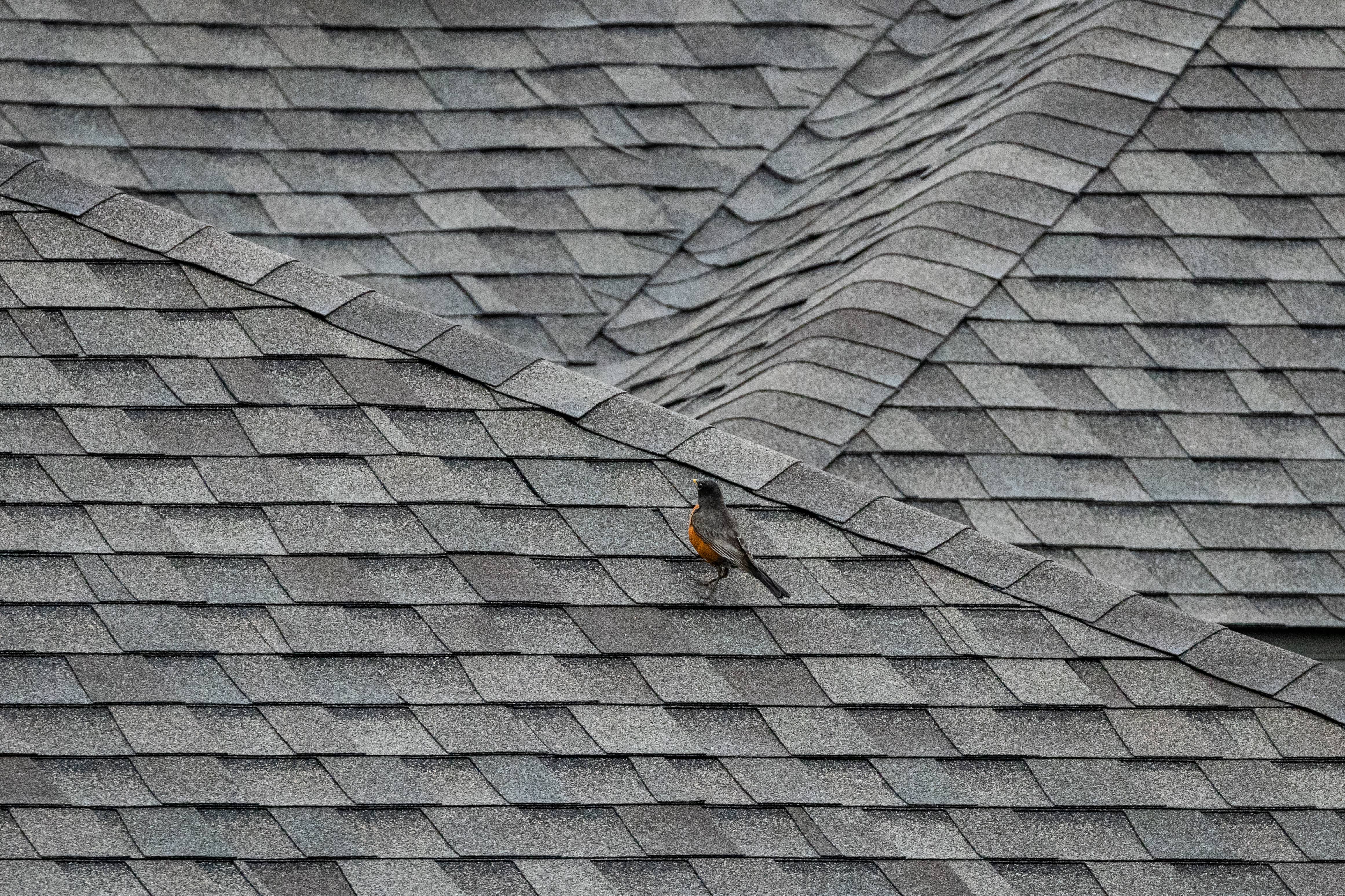 Bird on a roof